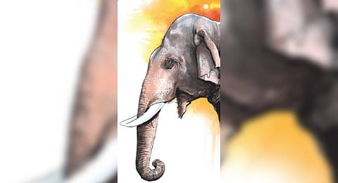 Sundargarh jumbo worry: 37 elephant deaths in five years