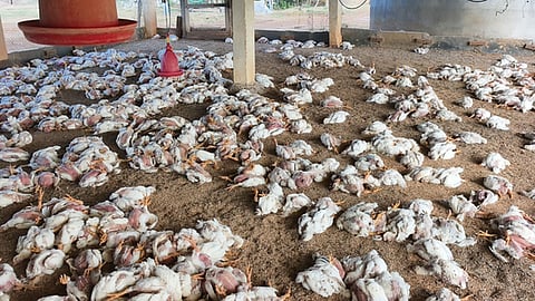 Initial estimates suggest that over 6,000 poultry birds within the area will be culled. Surveillance has been stepped up in the 10-km radius surrounding the epicentre.