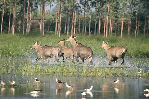 The Haryana government's recent approval of the new Wildlife (Protection) Rules, allowing the shooting of male Nilgais (blue bulls), has sparked widespread protests and condemnation.