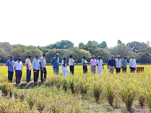 Experts study the crops developed by PAJANCOA&RI in Karaikal 