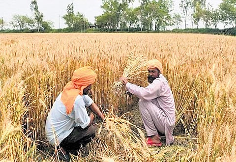 High Feb temp likely to hamper wheat yields