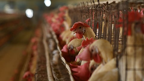 Image used for representational purposes only. Hens at a poultry farm at the outskirts of Vijayawada.