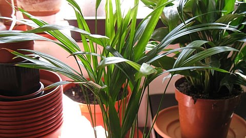 Areca palm