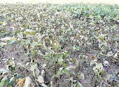 Thriving caste pride destroys Dalits crop in Tamil Nadu's Tiruvannamalai 