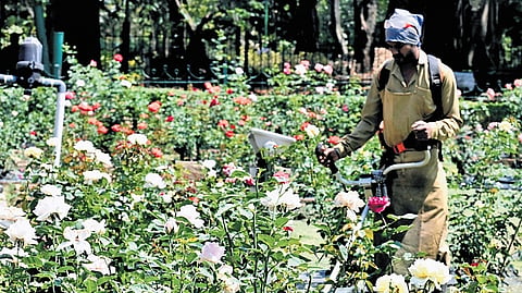 A man waters the rose garden at Cubbon Park in Bengaluru on Wednesday.  
