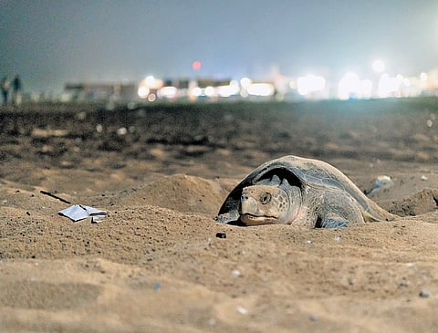Olive Ridley turtles