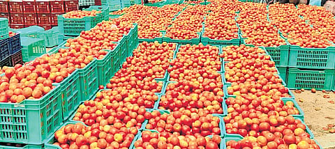 Tomato at Rs 3 per kilogram in parts of Andhra Pradesh, govt steps in to stabilise prices