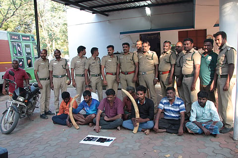 Salem south forest range officials have arrested 8 persons on the charges of attempting to sell two elephant tusks. 
