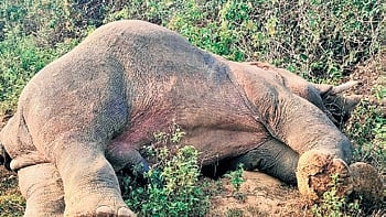The carcass of the elephant. 