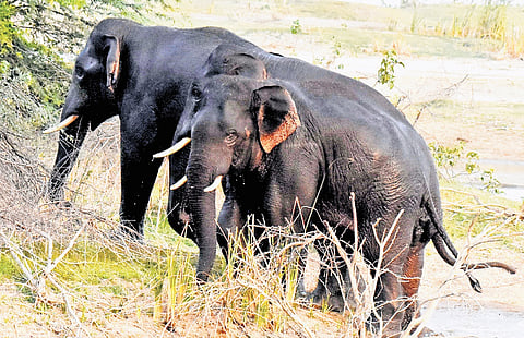 Male elephants experience periodic musth—a condition of elevated testosterone levels—making them extremely aggressive. 
