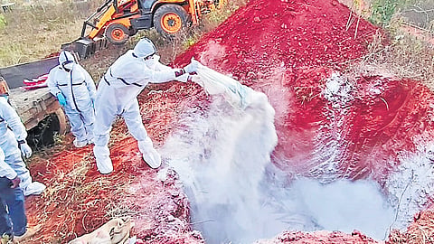 Experts cull 442 chicken at Varadahalli in Chikkaballapur on Friday 