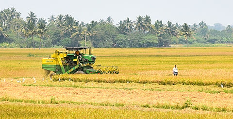 The unrolling labour shortage, however, has left farmers with few options but to rely on renting harvester machines to reap their paddy. 