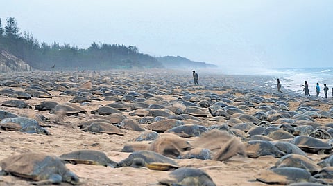 The spectacle of Olive Ridleys at Rushikulya beach in Ganjam district 