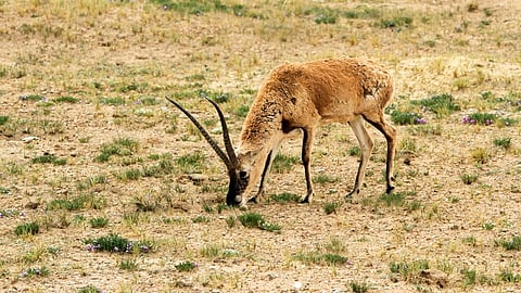 The ‘chiru’ (Tibetan antelope) – a protected species under the Wildlife Act – is hunted extensively for its wool, Shahtoosh. 