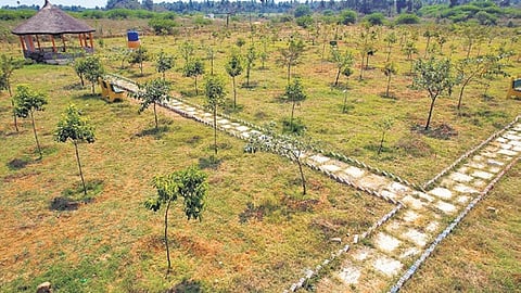The initiative aims to reduce dependency on natural forests by providing villagers with sustainable sources of timber, fuelwood etc.