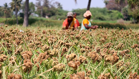 Women farmers Cultivation the Ragi.