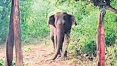 To address human-elephant conflicts, the government will establish a Wild Elephant Soft Release Centre in 20 sqkm within the Bhadra Tiger Reserve at Rs 20 crore.