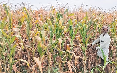 A farmer with his crop that has withered due to scarcity of water 