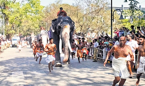 An elephant race at a religious festival in Kerala (Image used for representational purposes)