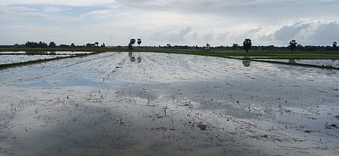 Waterlogged samba paddy fields in Panchanathikulam near Vedaranyam 