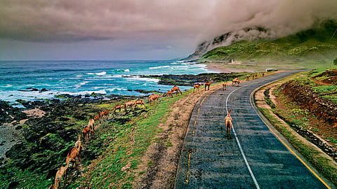 Camels walking along the Salalah coastline