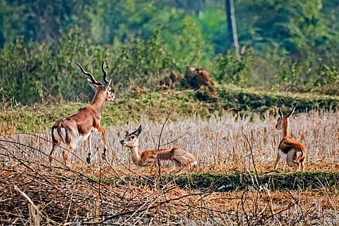 Second home for majestic blackbucks in Odisha showcases impact of collective action