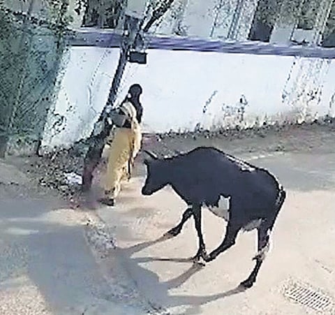 Screen grab of the stray cow attacking the woman in Korattur 