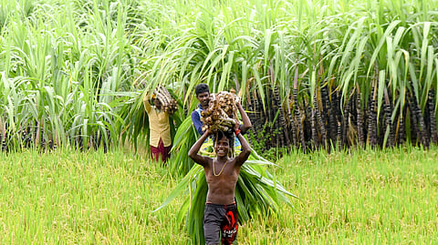 Sugarcane cultivation farmland near Tiruchy
