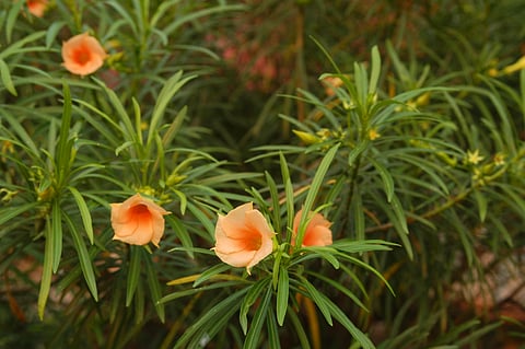 A plant that unites highways across India!
