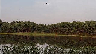 As per Status of Forests Report, the forest area in Telangana is 27,292 sq. km — roughly 24.35 per cent of total geographical area. 