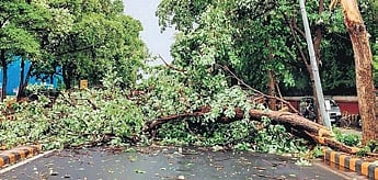 It is learnt that gusty winds uprooted the roadside tree. 