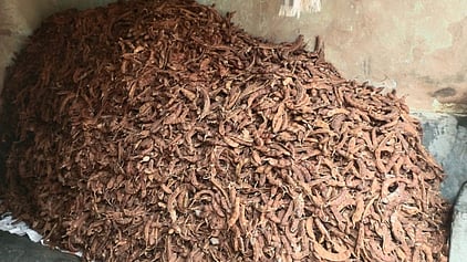 Tamarind heap.