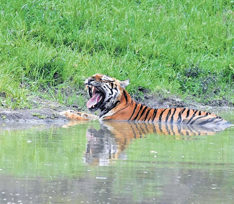 742 villages, 98,000 families still in core tiger habitats of India