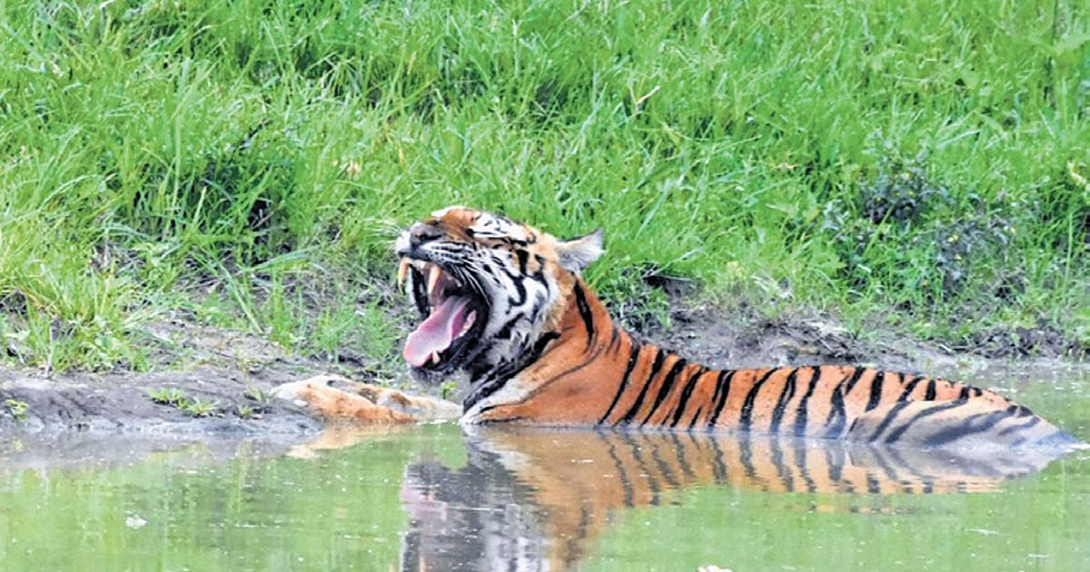742 villages, 98,000 families still in core tiger habitats of India
