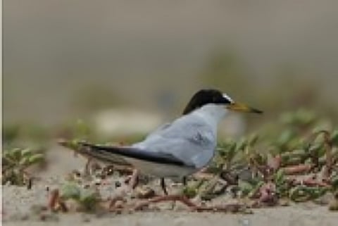  Saundern's Terns found on  Adam's Bridge or Ram Set. 