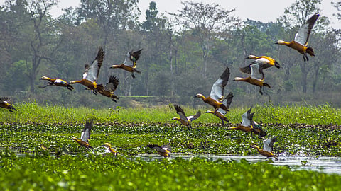 Dibru-Saikhowa National Park, covering 340 square kilometers, is classified as a biosphere reserve and is home to several endangered species, including the white-winged wood duck,the Gangetic dolphin etc.