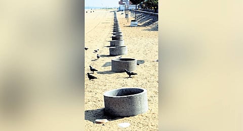 Rings for planting trees that were 
laid along Marina 