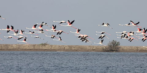 Point Calimere Wildlife and Bird Sanctuary: Winter havens for winged wanderers