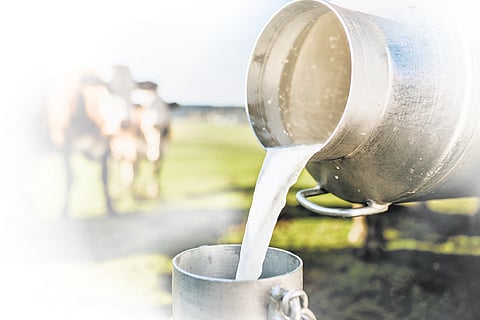 Efforts are under way to increase milk procurement to 56 lakh litres per day to revive 300 dormant primary milk producers’ cooperative societies.
