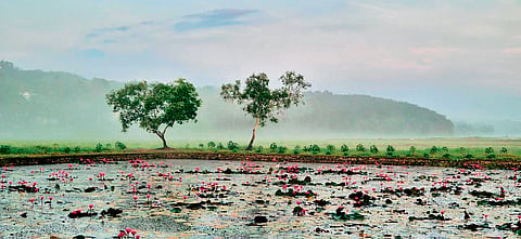 Water lily bloom in Olippuram 