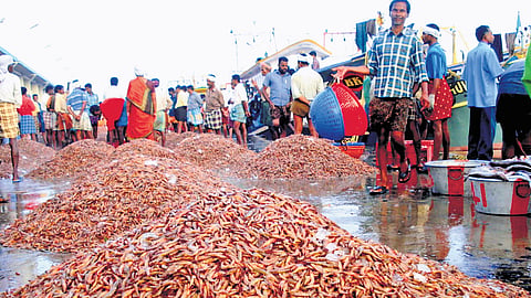Wild-caught shrimp at a fish landing centre in Kerala 