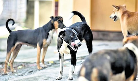 Help for Animals Society alleged that dogs had been relocated without sterilisation or vaccination, violating ABC norms and causing aggression. 