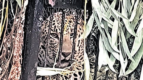 A leopard seen trapped in a cage near SV Vedic University hostel 