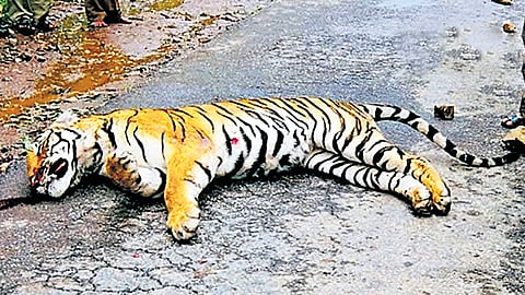 Before the night traffic ban, 91 mammals, 75 birds and 56 reptiles were killed between 2004 and 2007 on NH-766. But after the ban came into force just nine roadkills were reported between 2022 and 2024.