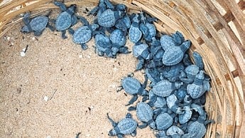 Hatchlings of olive ridley turtle