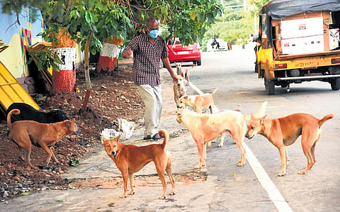 LSGD warns Karumkulam panchayat against obstructing dog shelter operations.