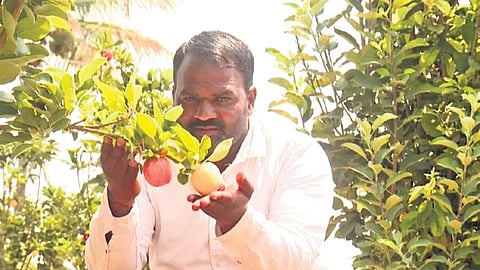 Farmer Srishail Teli on his apple farm in Kulali village of Mudhol taluk in Bagalkot district. 