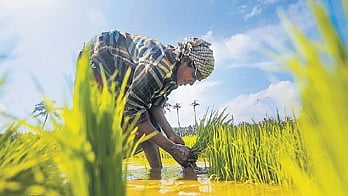Ayilai Sivasuriyan, Tiruchy district secretary of the Tamil Nadu Farmers Association, said the government’s approach towards addressing farmers’ debt burden itself is unfair.