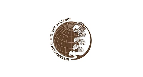 The IBCA's primary focus is the conservation of seven big cat species: the Tiger, Lion, Leopard, Snow Leopard, Cheetah, Jaguar, and Puma, across the globe.