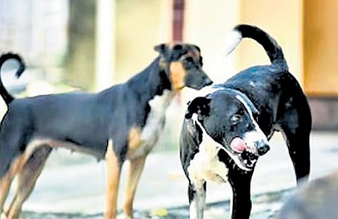 According to district panchayat president Hemalatha Premsagar, the objective is to set up at least one ABC centre for every two block panchayats in the district. 